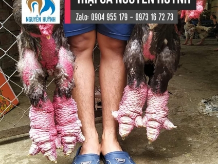 Gà đông tảo Cần Thơ - giá tốt nhất 5s