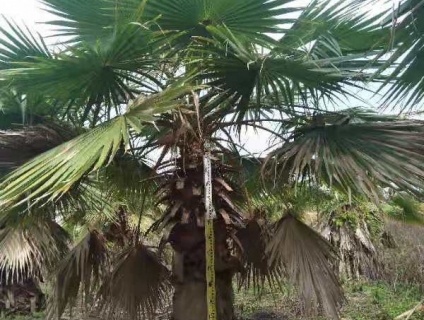 Bạn có biết nơi cung cấp cây xanh công trình đẹp TPHCM