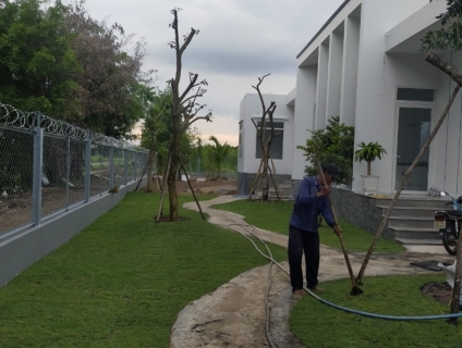 Tìm hiểu về nơi bán cây xanh công trình uy tín tại TPHCM