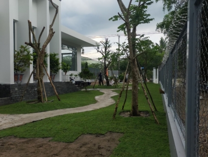 Đừng bỏ lỡ nơi bán cây xanh công trình đẹp giá tốt chất lượng