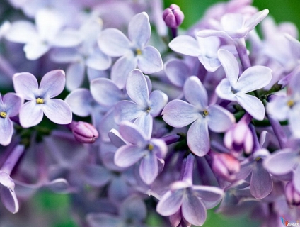 Hoa tử đinh hương giá rẻ tại Hồ Chí Minh