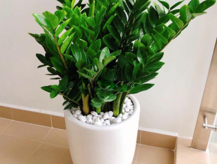 Giá cây kim tiền đặt trong nhà, phong thủy