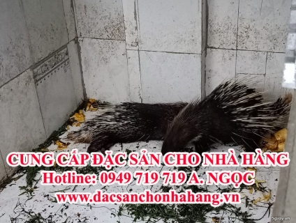 Trại Nhím Bình Dương 0949 719 719