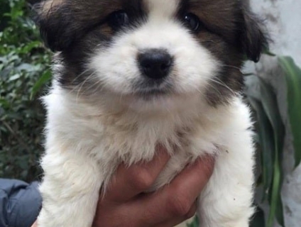 xin nơi bán chó uy tính