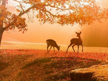 TOUR DU LỊCH - DỊCH VỤ VISA NHẬT BẢN