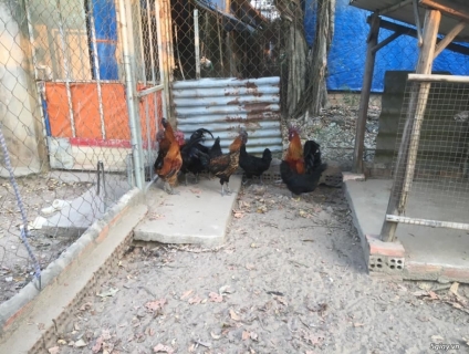 Gà H'mông