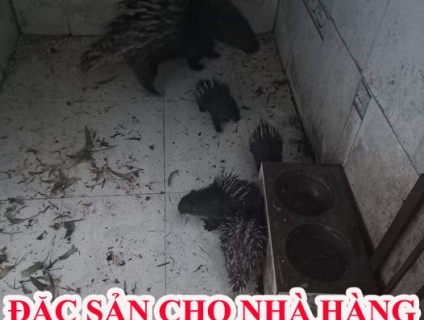 Bán nhím hơi giao hàng nhanh giá rẻ