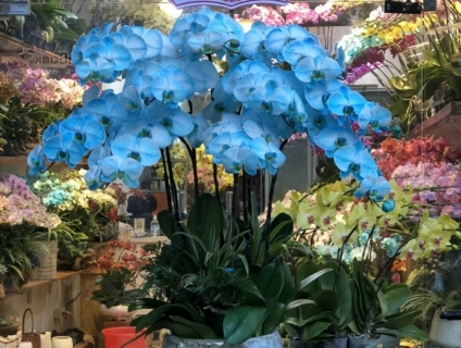 Những chậu Lan Hồ Điệp tươi thắm rực rỡ tặng thầy cô nhân dịp 20/11