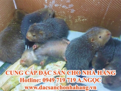 Trại Dúi Củ Chi