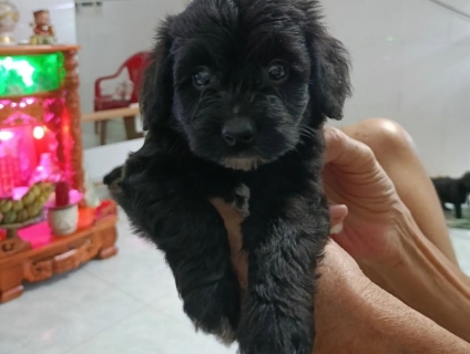 Cần tìm ba mẹ cho bé poodle trắng đen kem thuần chủng [video]