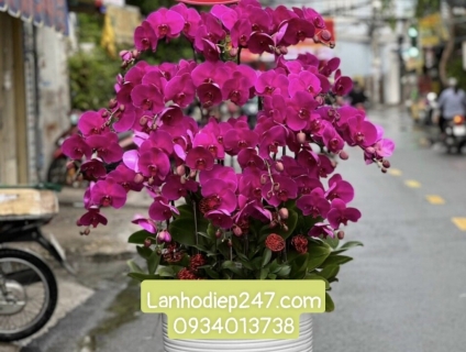 Điện hoa tuoi sai gon 24/7 chuyên Hoa Lan Hồ Điệp cao cấp nhất HCM