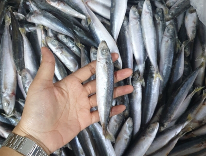 Cá nục nguyên con sản xuất theo tiêu chuẩn xuất khẩu