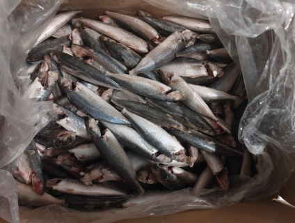 Cá nục gai nguyên con làm sạch 16-22con/kg