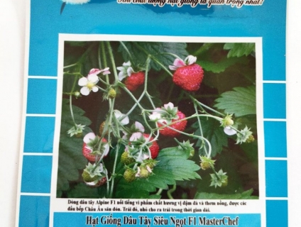 Hạt giống Dâu tây siêu ngọt F1 Master Chef Fra018