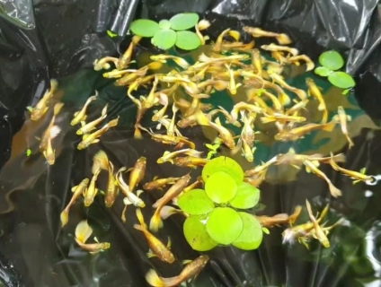 CÁ BẢY MÀU FULL GOLD THUẦN CHỦNG