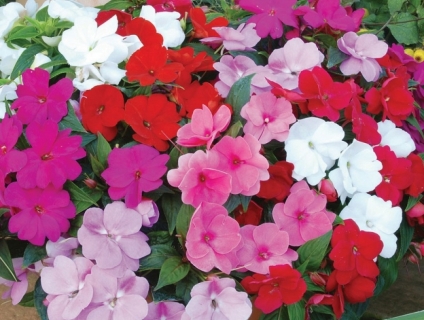 Cây Giống Hoa Ngọc Thảo