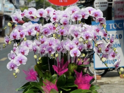 Shop hoa 247 chuyên bán hoa lan hồ điệp cao cấp chất lượng nhất TPHCM