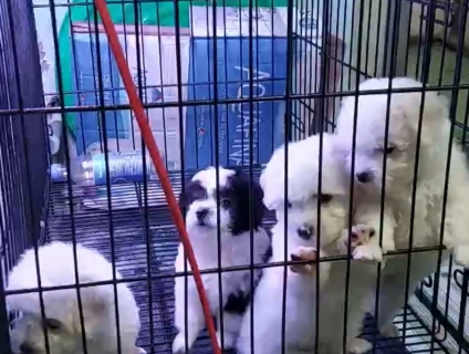 Mình có bày poodle nhà nuôi
