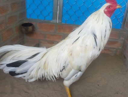 Cặp gà 3kg3 và 3kg4