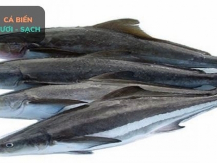 Cá bớp nguyên con - hải sản giá sỉ