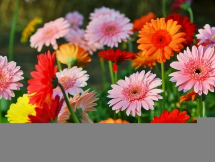 Bạn có hiểu Hoa Đồng Tiền có ý nghĩa gì không?