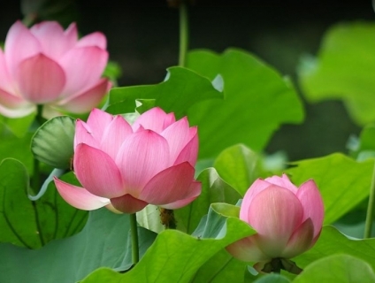 Hoa sen - Quốc hoa của Việt Nam, đẹp tinh tế và ý nghĩa.