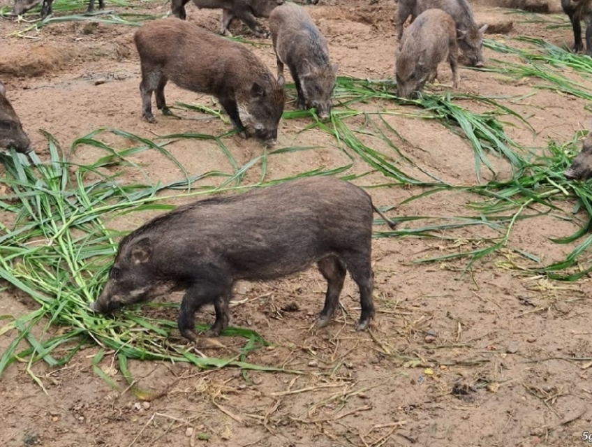 ĐỊA CHỈ BÁN LỢN CẮP NÁCH TẠI THÁNH BÌNH VÀ GIAO LỢN CẮP NÁCH TẠI TB