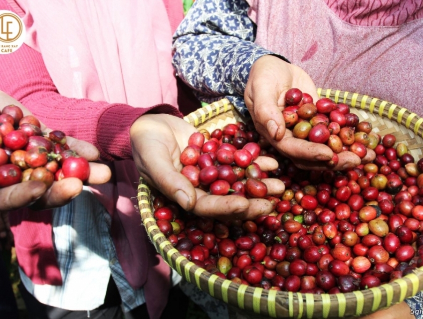 Cà phê giảm cân: Sự kết hợp hoàn hảo giữa thưởng thức và lợi ích