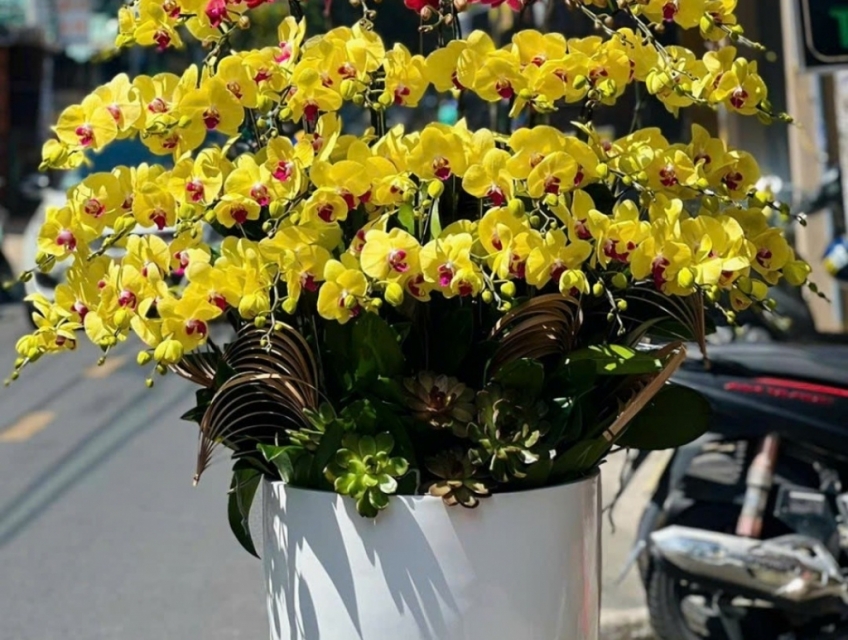 Shop hoa tươi bán Lan Hồ Điệp đẹp uy tín tại TPHCM - Hoatuoi247.com.