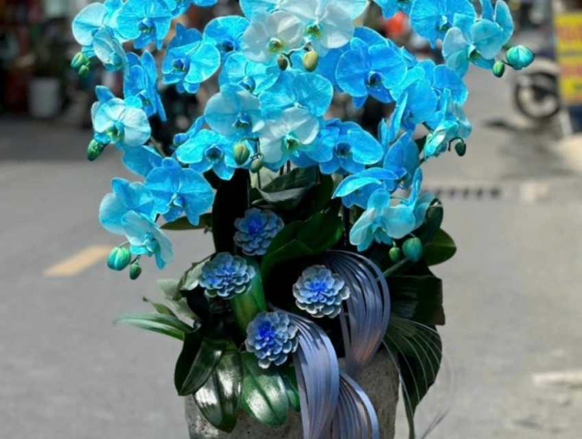 Những mẫu hoa lan hồ điệp tặng ngày nhà giáo Việt Nam đẹp nhất Sài Gòn