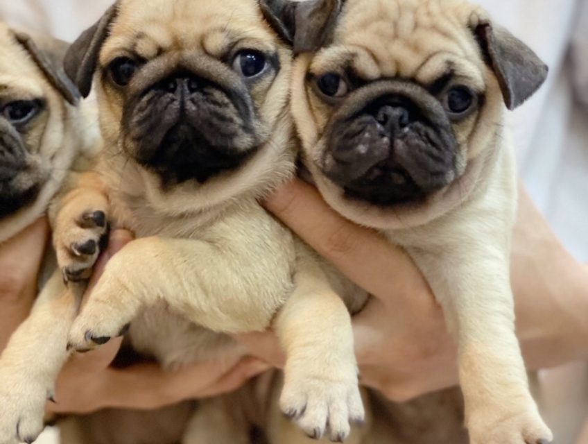 Pug mặt xệ mập