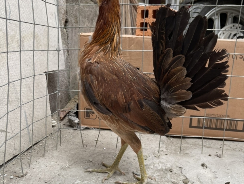 BÁN MÁI TRE MY DÒNG HATCH