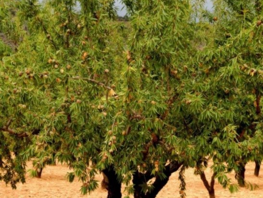 Hạt hạnh nhân là gì? Hạt hạnh nhân có tác dụng gì đối với sức khỏe