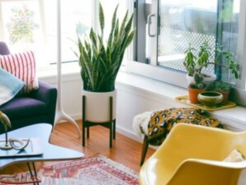 Trồng cây trong nhà: Những loài cây đẹp và điều bạn nên biết