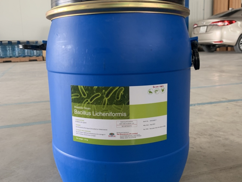 BACILLUS LICHENIFORMIS – Vi sinh làm sạch nước, hỗ trợ tiêu hóa