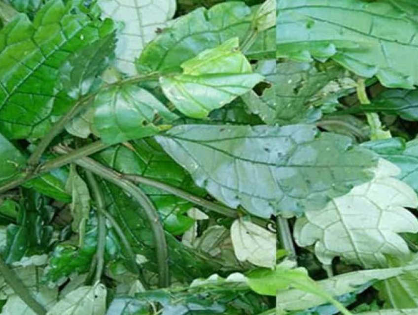 Lá Đắng Tây Bắc - Thảo Dược Quý Giúp Bảo Vệ Sức Khỏe