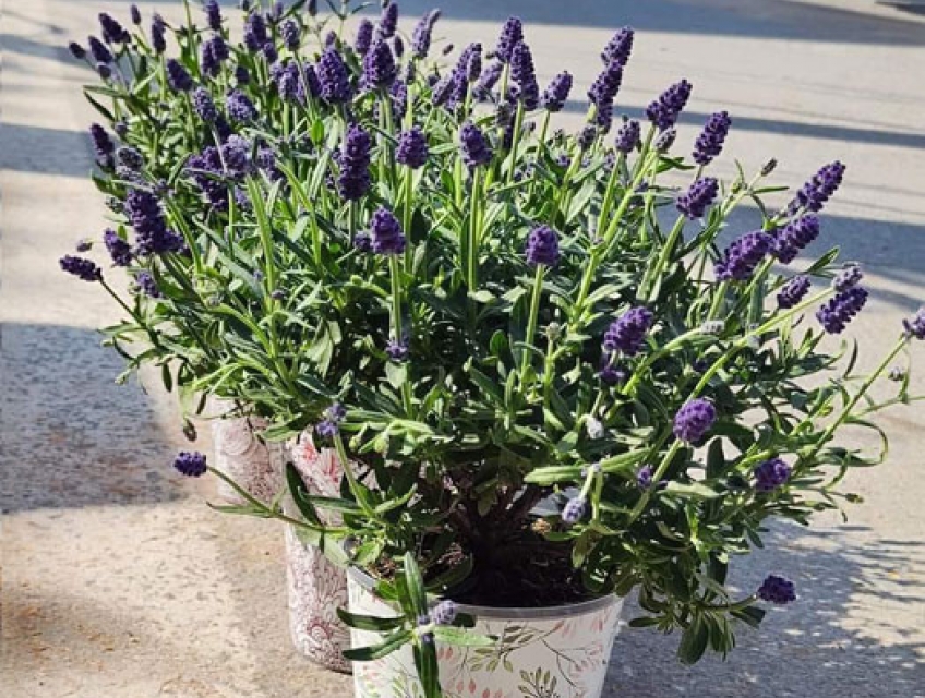 Ý nghĩa của hoa lavender – oải hương