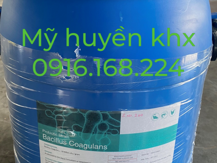 BACILLUS COAGULANS – lợi khuẩn kỵ khí có khả năng tồn tại và sinh trư
