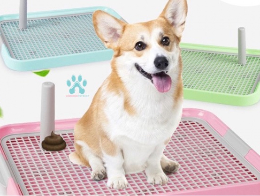 Nên sử dụng cát đi vệ sinh cho chó không