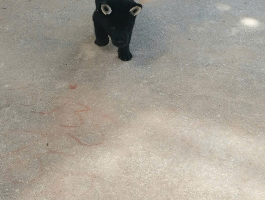 Bán chó H'mông cộc đuôi