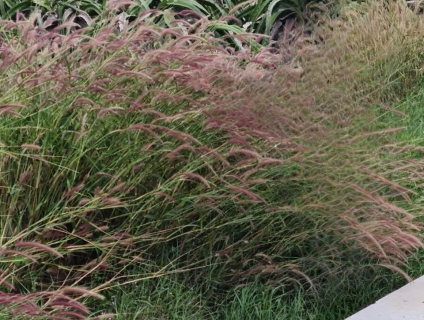 Bán gấp lô đất đường Đinh Công Tráng, Xã Tân Tiến, La Gi, Bình Thuận