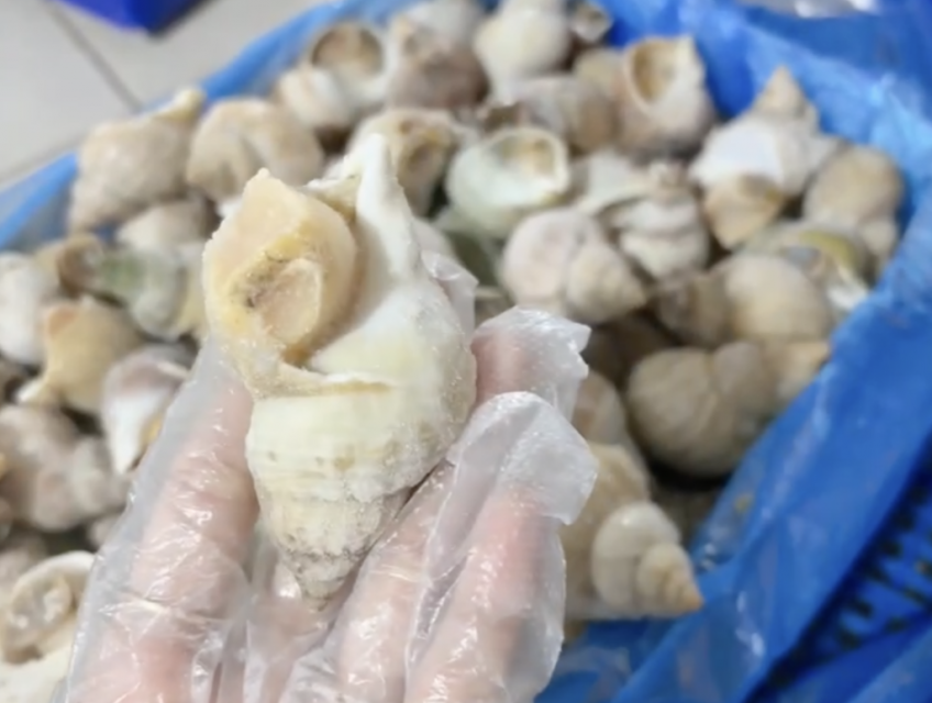 Ốc bulot Pháp là gì?