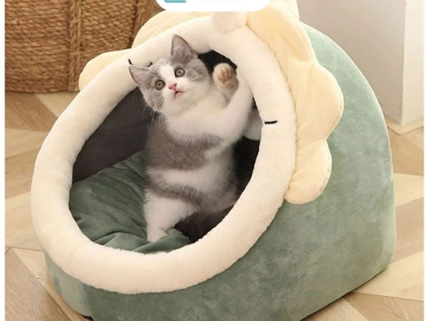 Top 5 phụ kiện thú cưng nên mua