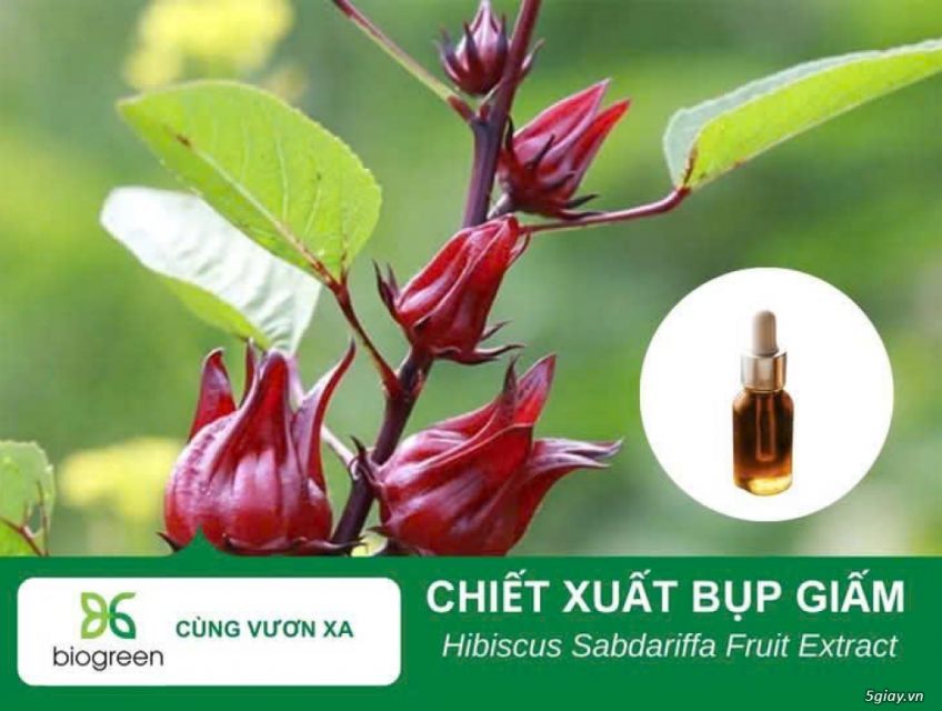 Nguyên liệu mỹ phẩm chiết xuất bụp giấm Biogreen