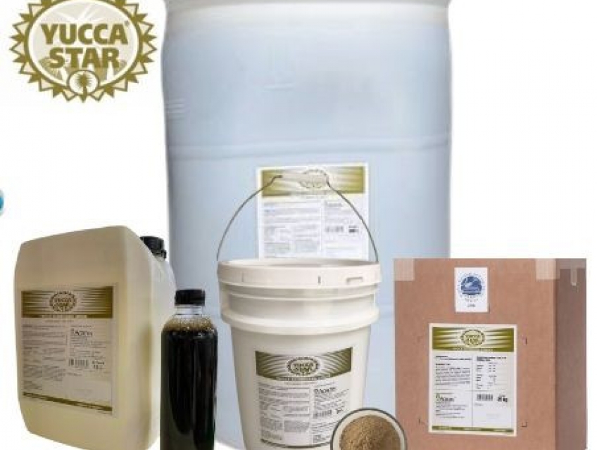 Yucca nguyên liệu, yucca bột, yucca nước, yucca khử độc nước