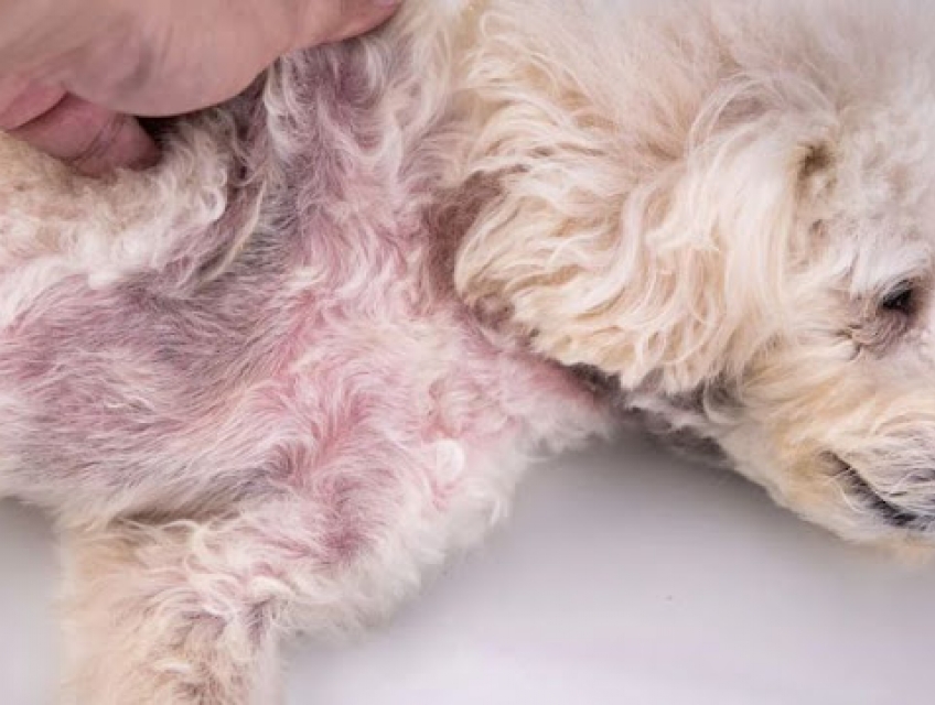 Chó bị rụng lông: Nguyên nhân và cách khắc phục
