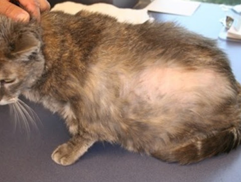 Lông mèo: Vô hại hay tiềm ẩn nguy cơ?