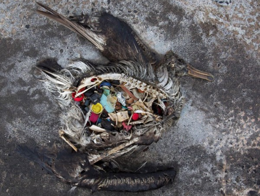 Các Loại Ống Hút Thân Thiện Môi Trường Được Sử Dụng Phổ Biến Hiện Nay