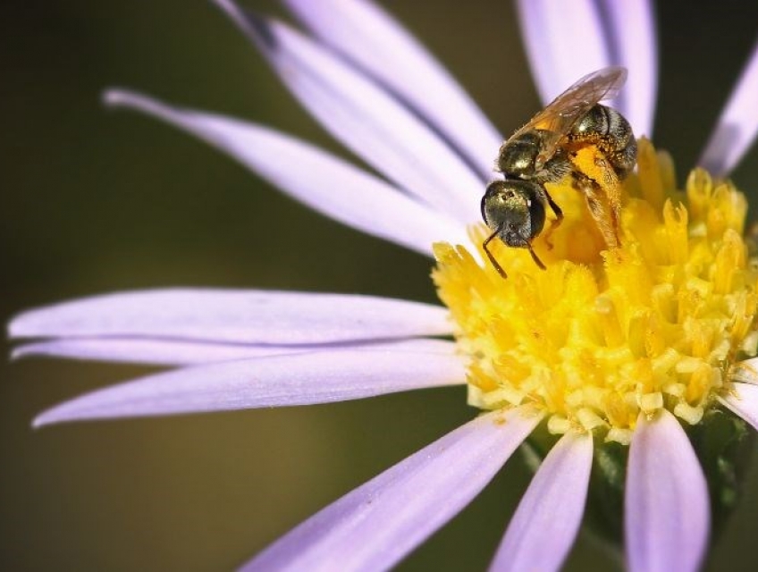 Các tác dụng của mật ong với da mặt