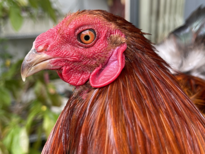 Cần nhượng lại cặp gà tre Hatch và Jap Cuban (giá tôt)